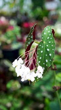 Close up view of flowering Begonia maculata polka dot