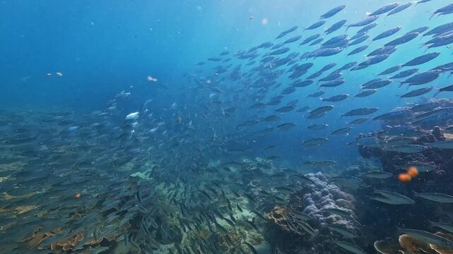 A massive school of fish swims tightly together in the clear blue ocean. Sunlight penetrates the water, illuminating the movement near a coral reef during daytime