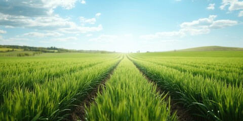 Fototapeta premium Agricultural landscape showing immature cereal shoots under a bright sky