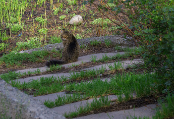 Wild cat in the park © Nina