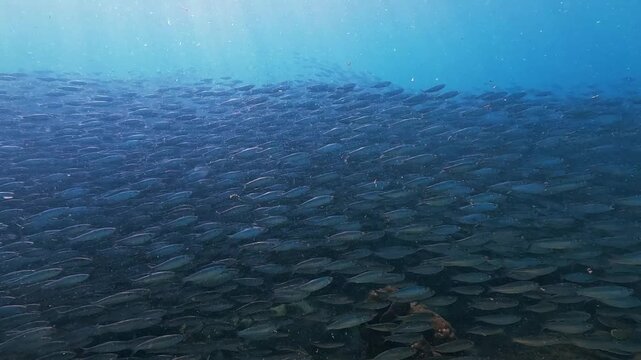 Watch as a colossal school of fish moves gracefully through the vast blue ocean. Thousands of aquatic animals create mesmerizing patterns while swimming underwater