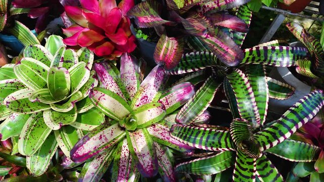 High angle view of Colorful Bromeliad Vriesea and Neoregelia in the garden