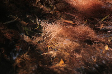 Fototapeta premium underwater
