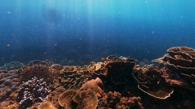 Observe active marine life at a coral reef. Sunbeams pierce clear blue ocean water, highlighting colorful fish swimming among diverse corals during the day