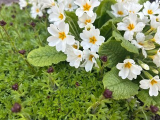 Obraz premium Closeup photo of white primrose flowers blooming in a spring garden with fresh green foliage and natural outdoor background.