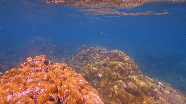 A school of small, colorful fish swims actively over vibrant orange and brown coral formations in clear blue ocean water