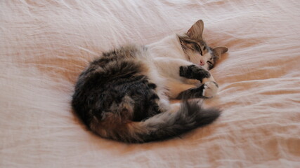 sleeping sweet cat © Milä