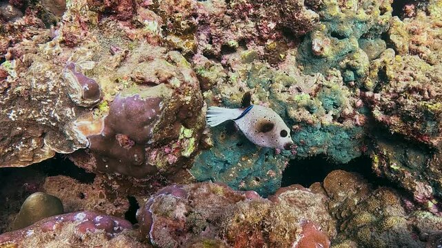 A spotted reef fish swims gracefully past vibrant coral formations, revealing the rich ecosystem of the ocean floor. A smaller blue fish also appears