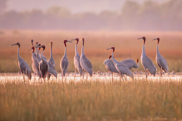 Naklejka premium January 23, 2026: A panoramic view of a flock of Red-crowned Cranes, also known as Eastern Cranes, in the Anlung Pring Conservation Area (Cambodia).