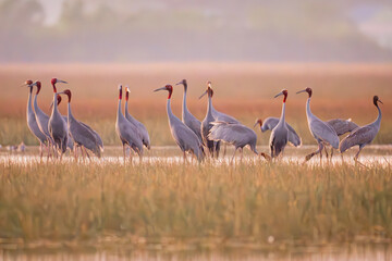 Naklejka premium January 23, 2026: A panoramic view of a flock of Red-crowned Cranes, also known as Eastern Cranes, in the Anlung Pring Conservation Area (Cambodia).