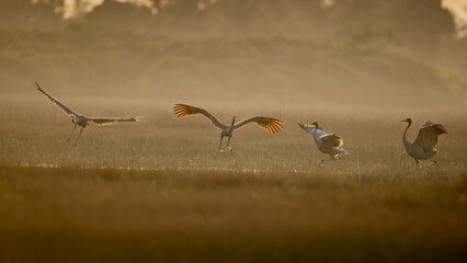 Naklejka premium January 23, 2026: A panoramic view of a flock of Red-crowned Cranes, also known as Eastern Cranes, in the Anlung Pring Conservation Area (Cambodia).