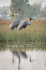 Naklejka premium January 23, 2026: A panoramic view of a flock of Red-crowned Cranes, also known as Eastern Cranes, in the Anlung Pring Conservation Area (Cambodia).