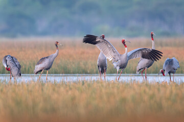 Fototapeta premium January 23, 2026: A panoramic view of a flock of Red-crowned Cranes, also known as Eastern Cranes, in the Anlung Pring Conservation Area (Cambodia).
