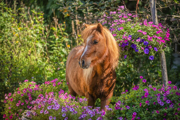 Fototapeta premium wild flowers in the garden