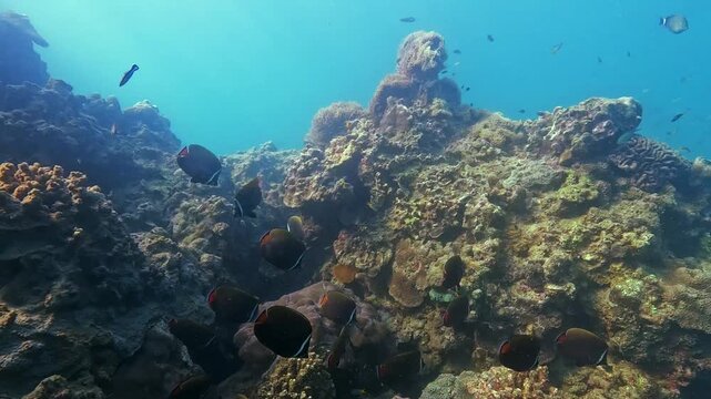 Fish swim gracefully among vibrant hard and soft corals in a healthy reef. Many marine animals thrive under bright sunlight in the clear ocean