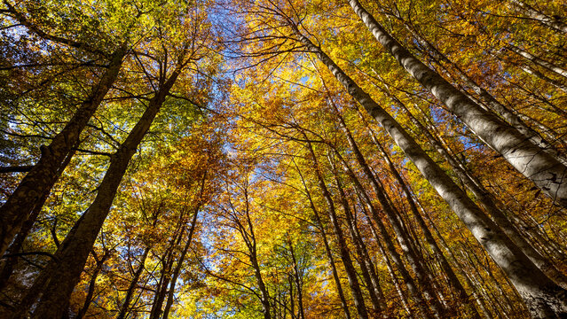 View of tall beech trees with vibrant yellow and orange autumn foliage reaching towards a clear blue sky in the Gola dell'Infernaccio Montefortino, Marche, Italy.