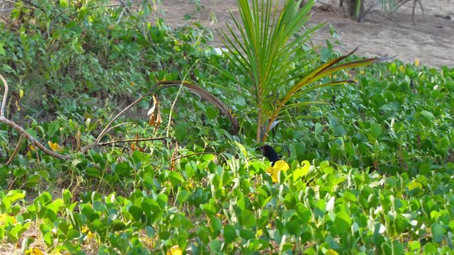 Greater coucal bird walking and foraging among lush green bushes on sandy beach.