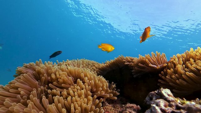 Diverse fish species swim near a thriving anemone coral and rocks, interacting within their vibrant underwater habitat in the clear blue ocean