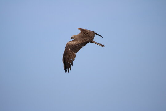 Oiseaux de rivage - cormoran
