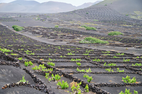 Traditional winegrowing on Lanzarote