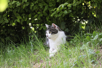Obraz premium chat dans la nature