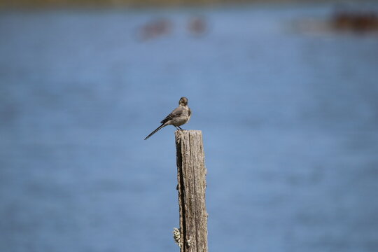 Oiseaux de rivage - cormoran