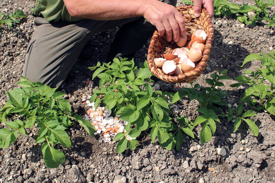 Un jardinier dispose des coquilles d&rsquo;&oelig;ufs &eacute;cras&eacute;es en petits morceaux autour des pieds de ses plantes afin de repousser les limaces et les escargots au potager.