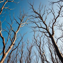 Naklejka premium Dry branches stretching to the sky like skeletal fingers, white background, minimalist illustration