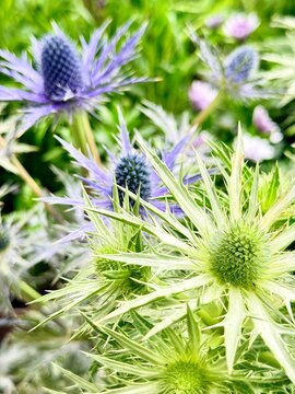 gros plan sur des chardons en fleurs un jour ensoleill&eacute; de printemps