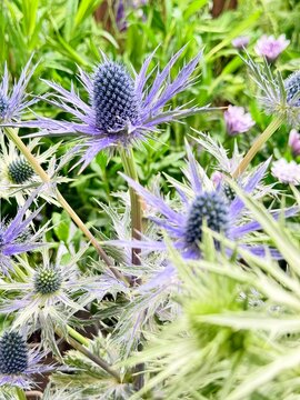 gros plan sur des chardons en fleurs un jour ensoleill&eacute; de printemps 