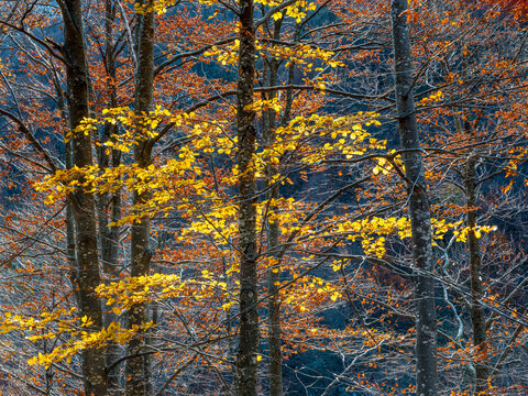 Autumn foliage on beech trees illuminated by soft sunlight in a mountain forest, representing nature tourism, Resia Valley, Julian Alps, Friuli Venezia Giulia, Italy.