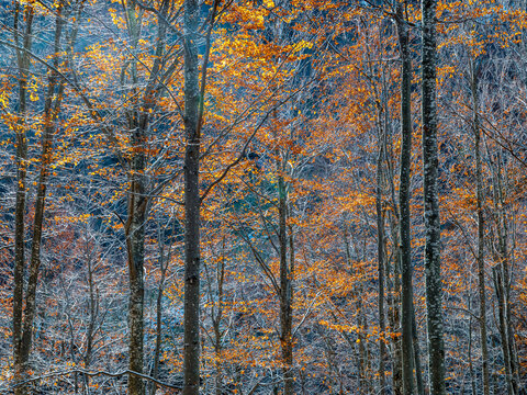 Vibrant autumn beech trees in a forest landscape symbolize nature exploration and mountain tourism, Resia Valley, Julian Alps, Friuli Venezia Giulia, Italy.