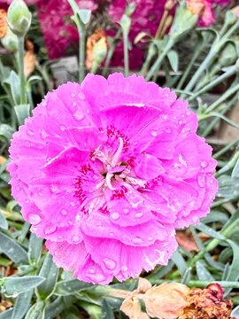 gros plan sur un &oelig;illet rose avec des gouttes de pluie dans un jardin un jour pluvieux de printemps 