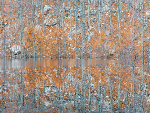 Autumn forest with orange foliage reflects in an ephemeral lake, representing a nature tourism destination for outdoor exploration in the Resia Valley, Julian Alps, Friuli Venezia Giulia, Italy.