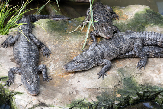 Group of Chinese alligators resting on rocks in the reptile exhibit at Shanghai Zoo
