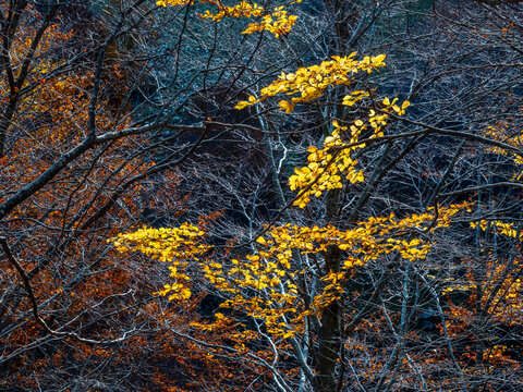 Golden autumn leaves on forest branches evoke a serene nature theme for tourism and travel exploration at the Resia Valley, Julian Alps, Friuli Venezia Giulia, Italy.
