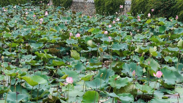 Pink lotus flowers blooming in a lush pond with green lotus leaves, peaceful botanical garden landscape and natural water plant background.