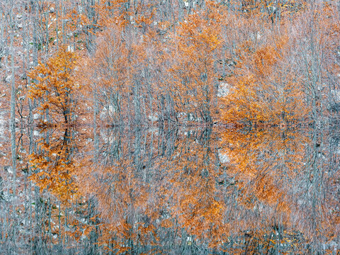 Golden autumn trees reflect in the clear water of an ephemeral lake, symbolizing quiet nature tourism and wilderness exploration, Resia Valley, Julian Alps, Friuli Venezia Giulia, Italy.