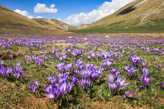 Primavera