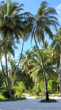 Tropical palm trees above resort pathway on sunny island. Tall palm trees and tropical greenery surrounding a sandy pathway under clear blue sky on a tropical island.