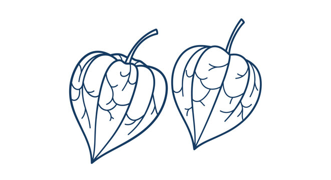 Outline drawing of two physalis fruits also known as ground cherries with detailed veins on the husks.