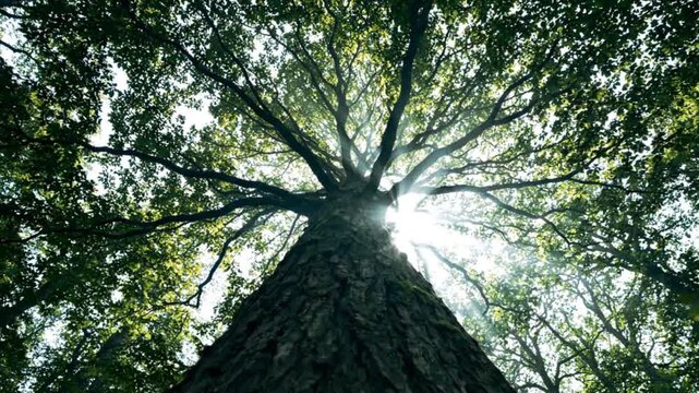 Majestic ancient oak tree viewed from below with sun rays shining through lush green leaves during daytime sunlight filtered through canopy.