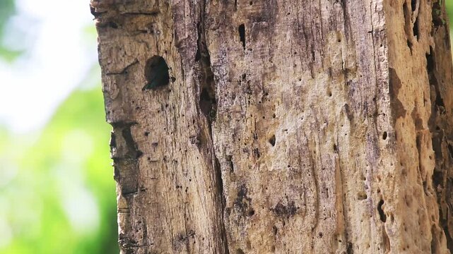 Bird feeding young in a nest atop a branch, 