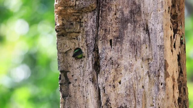 Red-throated Barbet The feed themselves in the hollow.	