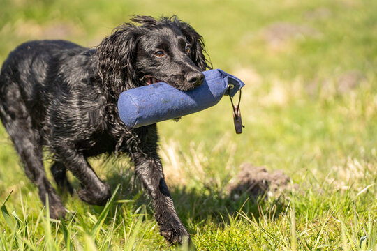 Close-Up of Black Field Trial Cocker Spaniel Running with Training Dummy &ndash; Focused Working Gundog in Action
