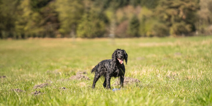 Black Field Trial Cocker Spaniel Standing in Sunny Grass Field &ndash; Wide Banner Image of a Focused Working Gundog