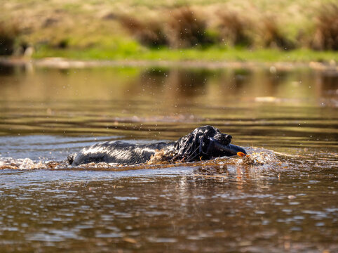 Black Field Trial Cocker Spaniel Completing Water Retrieve with Training Dummy &ndash; Skilled Hunting Dog in Action