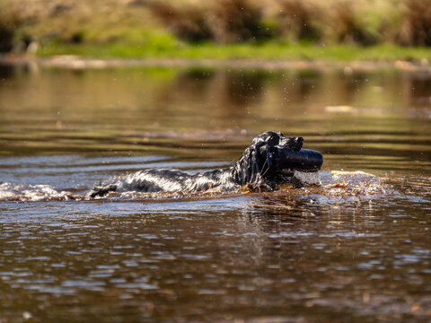 Focused Black Field Trial Cocker Spaniel Carrying Training Dummy Through Water During Gundog Training