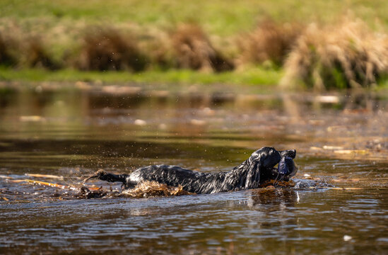 Black Field Trial Cocker Spaniel Retrieving Dummy While Swimming Across Lake &ndash; Focused Working Gundog
