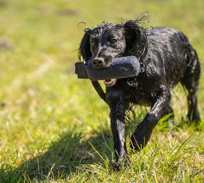 Close-Up of Black Field Trial Cocker Spaniel Running with Training Dummy &ndash; Focused Working Gundog in Action